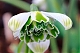 Galanthus plicatus 'Jaquenetta'