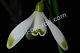 Galanthus nivalis 'Viridapice'