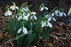 Подснежник Элвиса GALANTHUS ELWESII