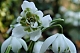 Подснежник Флоре Плено GALANTHUS FLORE PLENO