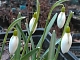 Подснежник белоснежный Galanthus nivalis