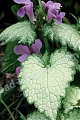 Яснотка зеленчуковая Перпл Дрэгон Lamium galeobdolon Purple Dragon