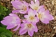 Безвременник великолепный Colchicum speciosum