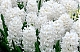 Гиацинт Карнеги Hyacinthus Carnegie