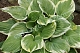 Хоста Фрейгрант Дрим Hosta Fragrant Dream