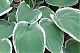 Хоста Фростед Джейд Hosta Frosted Jade