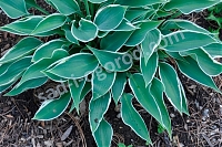 Хоста Брентвуд Блюз Hosta Brentwood Blues