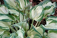 Хоста Гост Спирит Hosta Ghost Spirit