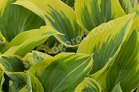 Хоста Либерти Hosta Liberty