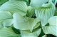 Хоста Вайт Фезе Hosta White Feather