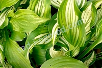 Хоста волнистая Медиовариегата Hosta Undulata Mediovariegata