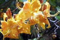 Рододенрон (азалия) нэп-хилл Клондайк Rhododendron knap hill Klondyke