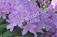 Рододендрон Катевбинский Rhododendron Catawbiense