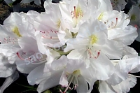 ОпубликованТовар или услугаРододендрон катевбинский Альбум Rhododendron hybridum Catawbiense Album