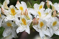 Рододенрон (азалия) Полярная Звезда Rhododendron Polārzvaigzne