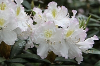 Рододенрон Карлис Улманис Rhododendron Kārlis Ulmanis