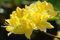 Рододендрон Лимон Лайтс Rhododendron Lemon Lights