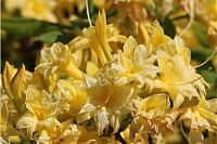 Рододенрон (азалия) нэп-хилл Нарциссифлора Rhododendron knap hill Narcissiflora