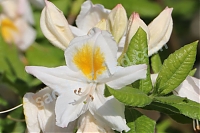Рододендрон Персил Rhododendron luteum Persil
