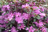 Рододендрон Пиджиэм Элит Rhododendron Pjm elite 