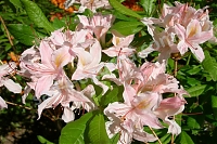 Рододенрон Рига Rhododendron Rīga