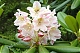 Рододендрон короткоплодный Rhododendron brachycarpum