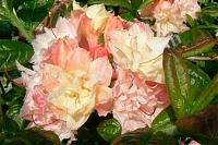 Рододендрон Кеннонс Дабл Rhododendron Cannon's Double