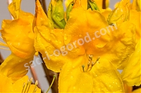 Рододендрон Голдпрахт Rhododendron luteum Goldpracht