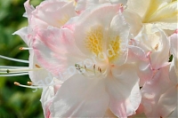 Рододендрон Сильвер Слиппер Rhododendron deciduous Silver Slipper