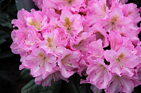 Рододендрон Сцинтиллейшн Rhododendron Scintillation