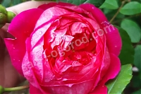 Английская роза Benjamin Britten