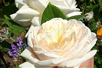 Английская роза Крокус Роуз
