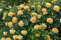 Английская роза Голден Селебрэйшн