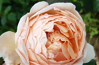 Английская роза Джуд зе Обскьюр