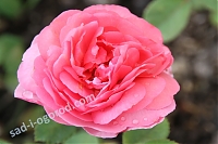 Английская роза L D Braithwaite