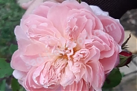 Английская роза Алнвик Роуз