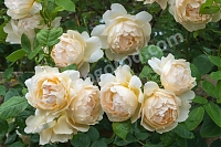 Английская роза Уолертон олд Холл