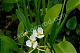 Стрелолист плавающий Sagittaria graminea