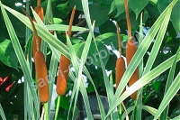 Рогоз широколистный Typha latifolia Variegata