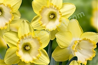 Нарцисс крупноцветный Narcissus Alexis Beauty