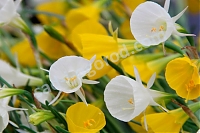 Нарцисс брандушка микс Narcissus bulbocodium mix