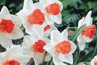 Нарцисс крупнокорончатый Narcissus Cool Flame
