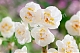 Нарцисс Фрагрант Джевел Narcissus Fragrant Jewel