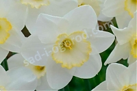 Нарцисс Фрости Сноу крупнокорончатый Narcissus Frosty Snow