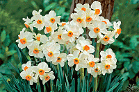 Нарцисс Гераниум тацеттовидный Narcissus geranium
