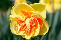 Нарцисс махровый Киви Сансет Narcissus Kiwi Sunset