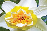 Нарцисс махровый Дабл Попай Narcissus Double Popeye