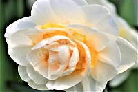 Нарцисс махровый Narcissus Bridal Crown