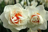 Нарцисс махровый Флауэр Дрифт Narcissus Flower Drift