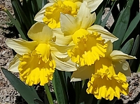 Нарцисс  трубчатый Гоблет Narcissus GobletГоблет Narcissus Goblet